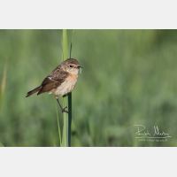 4914 x 3276_Px _RM_150606_MG_2429.jpg