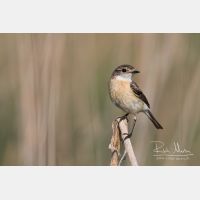 4961 x 3307_Px _RM_160526_MG_0986.jpg