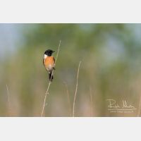 4986 x 3324_Px _RM_160526_MG_0894.jpg