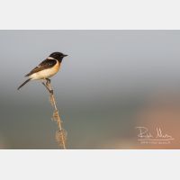 4989 x 3326_Px _RM_160527_MG_2016.jpg