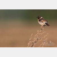 5095 x 3397_Px _RM_160530_MG_4263.jpg