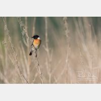 5101 x 3401_Px _RM_160526_MG_1031.jpg