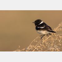 5108 x 3405_Px _RM_160530_MG_4098.jpg