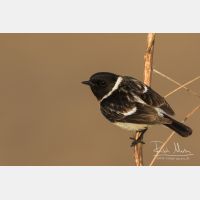 5110 x 3406_Px _RM_160530_MG_4240.jpg