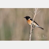 5174 x 3449_Px _RM_160526_MG_1022.jpg