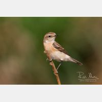 5184 x 3456_Px _RM_130203_MG_7166_b.jpg