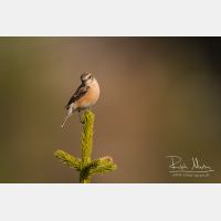 5184 x 3456_Px _RM_140514_MG_1154.jpg