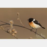 5264 x 3509_Px _RM_160530_MG_4234.jpg