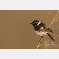 5273 x 3515_Px _RM_160530_MG_4310.jpg