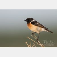 5331 x 3554_Px _RM_160530_MG_4060.jpg