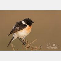 5429 x 3619_Px _RM_160530_MG_4163.jpg