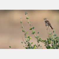 5472 x 3648 Px   _RM_180428__D2_8361.jpg