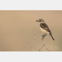 5472 x 3648 Px   _RM_180428__D2_8551.jpg