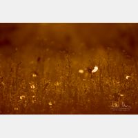 5472 x 3648 Px   _RM_180502__D2_0019.jpg