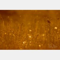 5472 x 3648 Px   _RM_180502__D2_0023.jpg