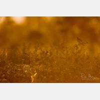 5472 x 3648 Px   _RM_180502__D2_0024.jpg