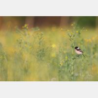 5472 x 3648 Px   _RM_180502__D2_0033.jpg