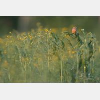 5472 x 3648 Px   _RM_180502__D2_0052.jpg