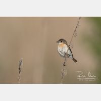 5472 x 3648_Px _RM_160526_MG_0944.jpg