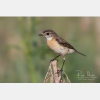 5472 x 3648_Px _RM_160526_MG_1009_b.jpg