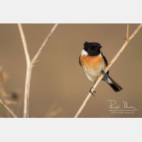 5472 x 3648_Px _RM_160530_MG_3953.jpg