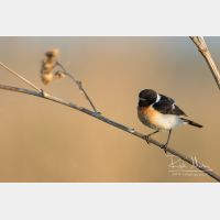 5472 x 3648_Px _RM_160530_MG_4178.jpg