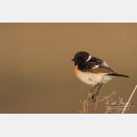 5472 x 3648_Px _RM_160530_MG_4199.jpg