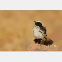 3585 x 2390_Px _RM_140221_MG_9422.jpg