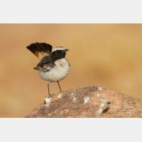 4457 x 2972_Px _RM_140221_MG_9431.jpg