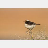 4639 x 3093_Px _RM_140304_MG_1242.jpg