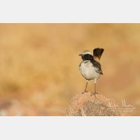 4653 x 3102_Px _RM_140221_MG_9430.jpg