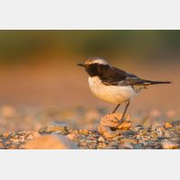 4662 x 3108_Px _RM_140303_MG_0843.jpg