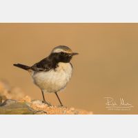 4679 x 3120_Px _RM_140303_MG_0734.jpg