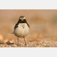 4716 x 3144_Px _RM_140304_MG_1260.jpg