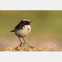 4748 x 3165_Px _RM_140304_MG_1256.jpg