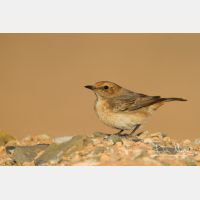 4833 x 3222_Px _RM_140303_MG_0722.jpg