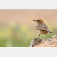 4857 x 3238_Px _RM_140303_MG_0021.jpg