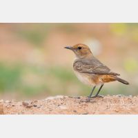 4860 x 3240_Px _RM_140303_MG_0163.jpg