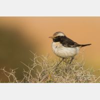 4869 x 3246_Px _RM_140304_MG_1271.jpg