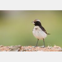 4901 x 3268_Px _RM_140303_MG_9990.jpg