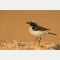 4974 x 3316_Px _RM_140303_MG_0806.jpg