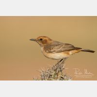 5014 x 3343_Px _RM_140303_MG_0661.jpg