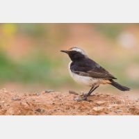 5029 x 3352_Px _RM_140303_MG_0060.jpg