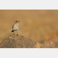 5184 x 3456_Px _RM_140221_MG_9420.jpg