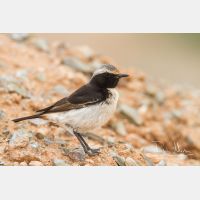 5184 x 3456_Px _RM_140303_MG_0040.jpg