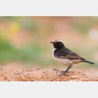 5184 x 3456_Px _RM_140303_MG_0069.jpg