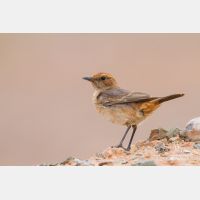 5184 x 3456_Px _RM_140303_MG_0083.jpg