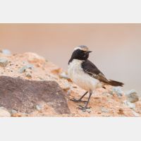 5184 x 3456_Px _RM_140303_MG_0109.jpg