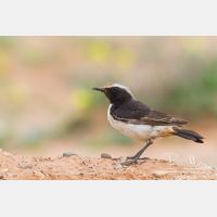 5184 x 3456_Px _RM_140303_MG_0168.jpg