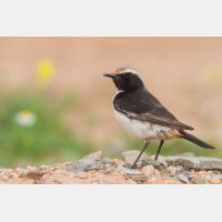 5184 x 3456_Px _RM_140303_MG_0173.jpg